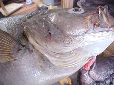 Six month old striped bass taxidermy mount showing the absense of grease bleed.