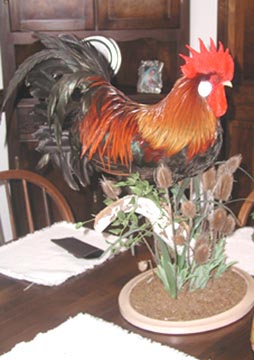 Rooster taxidermy by Delaware taxidermist George Roof.