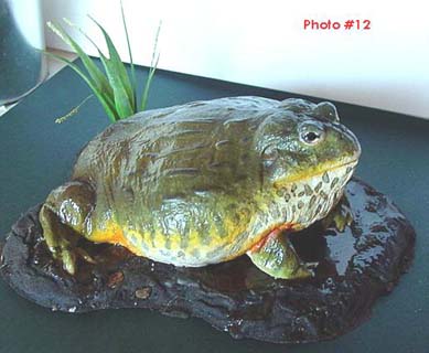 cast African bullfrog