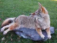 Coyote mount on rock slab by Terry Davis.