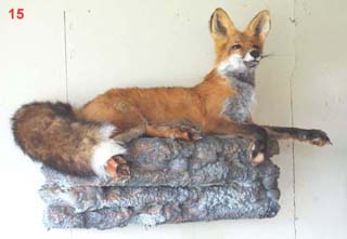 taxidermy habitat shelf with fox mount