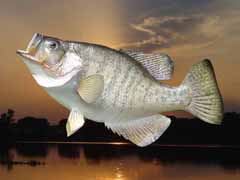 white crappie taxidermy