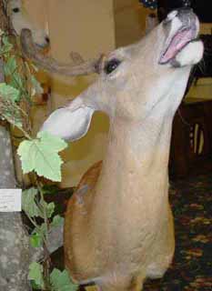 browsing whitetail deer taxidermy mount