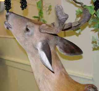 browsing whitetail deer mount photo
