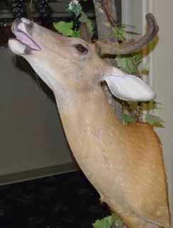 whitetail taxidermy mount photo