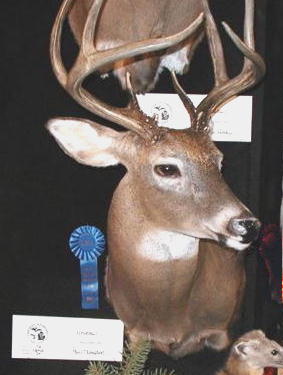 Whitetail deer taxidermy by Michigan taxidermist Paul Thompson