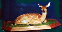 whitetail deer fawn by Kentucky taxidermist Velma Smith 