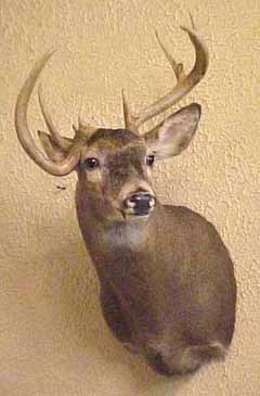 whitetail_mount