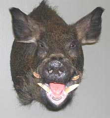 wild boar taxidermy by Indiana taxidermist Brad Jones