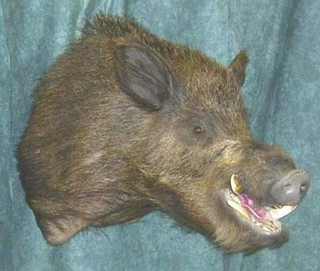 Boar taxidermy by Australian taxidermist Samantha Cervinski 