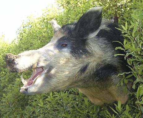 Boar taxidermy by Australian taxidermist Samantha Cervinski 