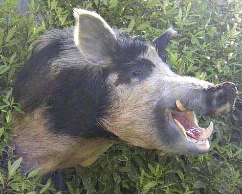 Boar taxidermy by Australian taxidermist Samantha Cervinski 