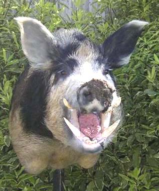 Boar taxidermy by Australian taxidermist Samantha Cervinski 