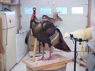 wild turkey mounts