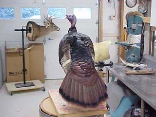 wild turkey mounts