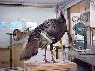 wild turkey mounts