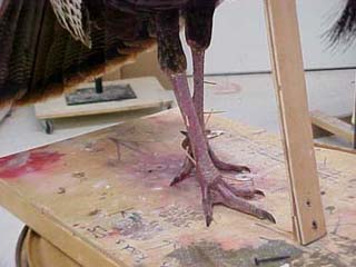 wild turkey taxidermy