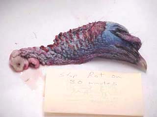 wild turkey taxidermy