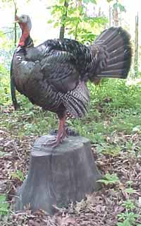 Wild turkey taxidermy mount on the Weathered Stump habitat base