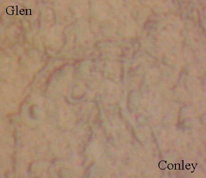 microscope photography